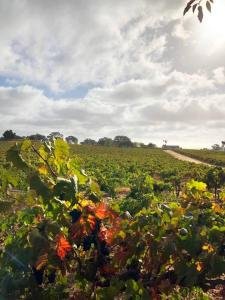 Wine Country in Paso Robles