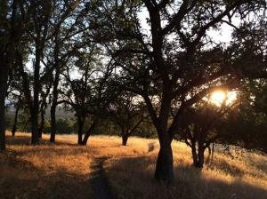 Trees at Dusk in Atascadero