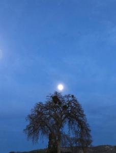 Moonrise in Paso Robles