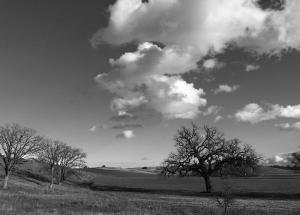 Oak-Trees-bw